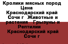 Кролики мясных пород › Цена ­ 200 - Краснодарский край, Сочи г. Животные и растения » Грызуны и Рептилии   . Краснодарский край,Сочи г.